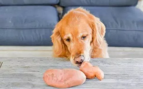 小狗能吃红薯吗