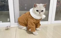 猫咪可以穿衣服吗