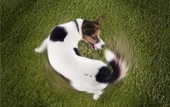 狗追自己的尾巴转圈咬是怎么回事