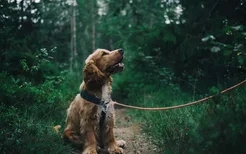 狗狗蹭人什么意思