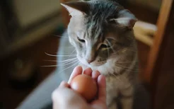 猫可以吃鸡蛋吗熟的