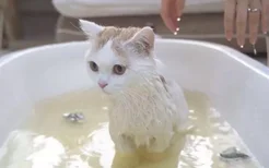 猫咪用人的沐浴露洗澡会怎样