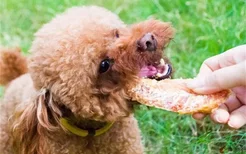 狗狗可以每天吃鸡胸肉吗