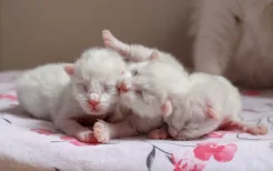 新生小猫每次人工喂奶多少毫升