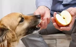 狗狗可以吃苹果不