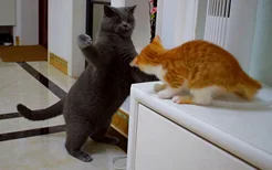 两只小猫咪要多久才能不打架