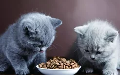 一斤猫粮够幼猫吃多久