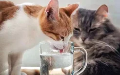 夏天猫咪可以喝冰水吗