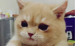 小猫咪流眼泪有眼屎是怎么回事