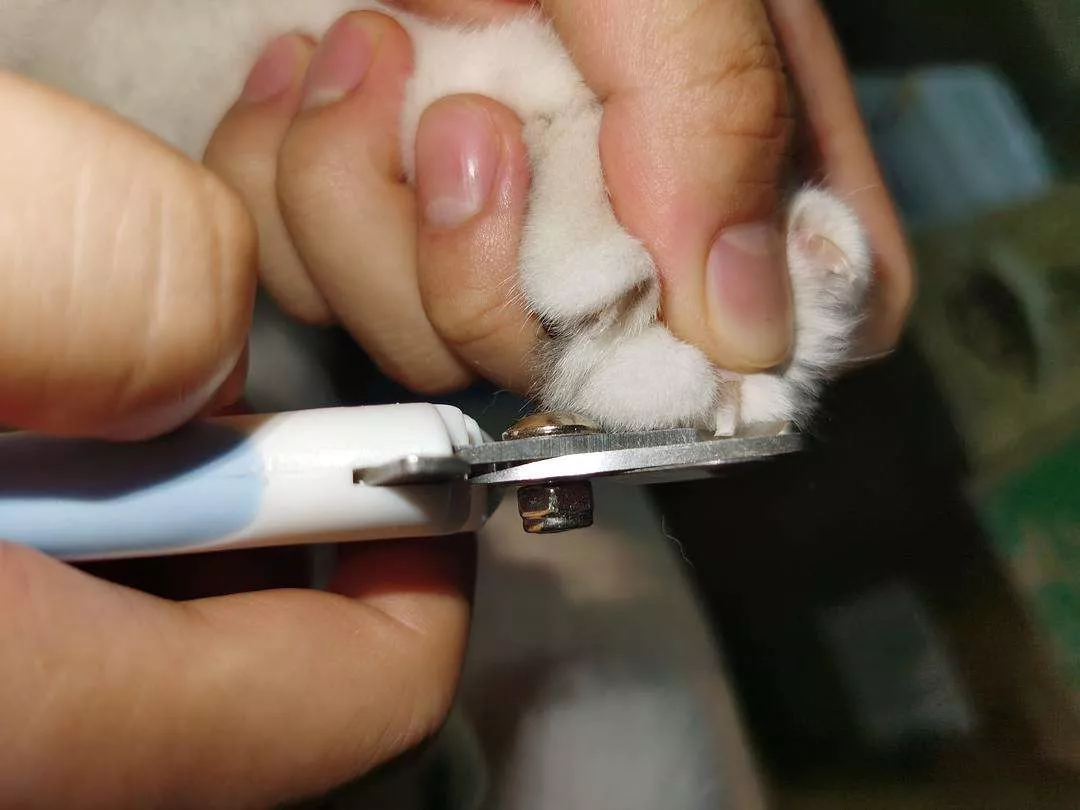 猫咪指甲分叉怎么回事