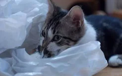 猫吃了塑料袋多久判断没事