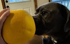 小狗能吃柚子吗