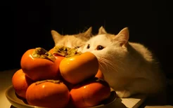 猫咪可以吃柿子吗