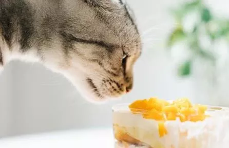 猫咪能吃奶油吗