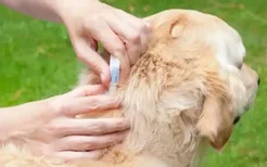 幼犬驱虫后多久打疫苗