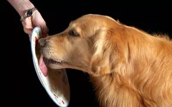 狗狗舔过的东西还能吃吗