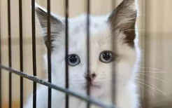 猫咪关笼子里面一直叫怎么办
