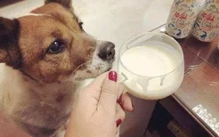 狗能喝婴儿奶粉吗