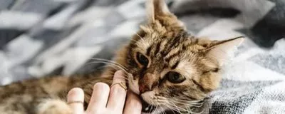 小猫喜欢咬人手是什么原因