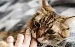 小猫喜欢咬人手是什么原因