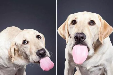 狗狗之间互相舔嘴代表什么