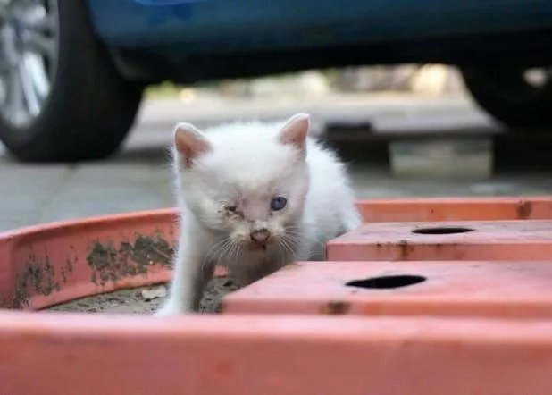 捡到流浪小猫咪怎么办