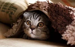小猫怕人 老是躲着怎么办