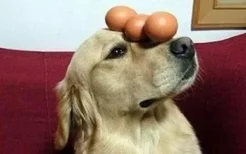 狗狗每天吃一个蛋黄可以吗