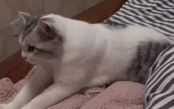 猫咪踩奶是怎么回事