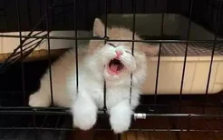 猫咪不愿意在笼子里一直叫怎么办