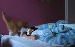 猫为什么叫人起床