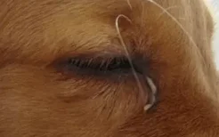 狗狗的眼睛有粘稠分泌物怎么办